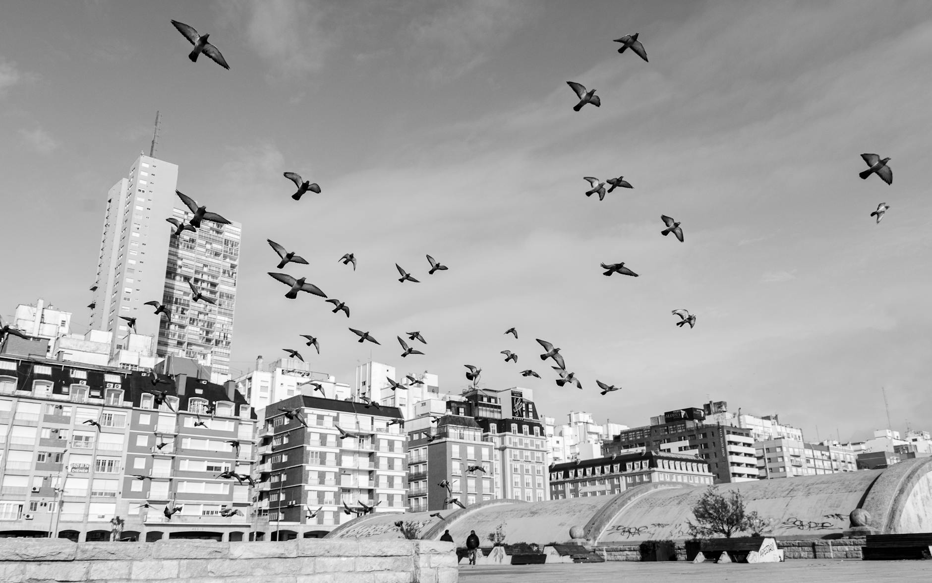 Gołębie w Warszawie