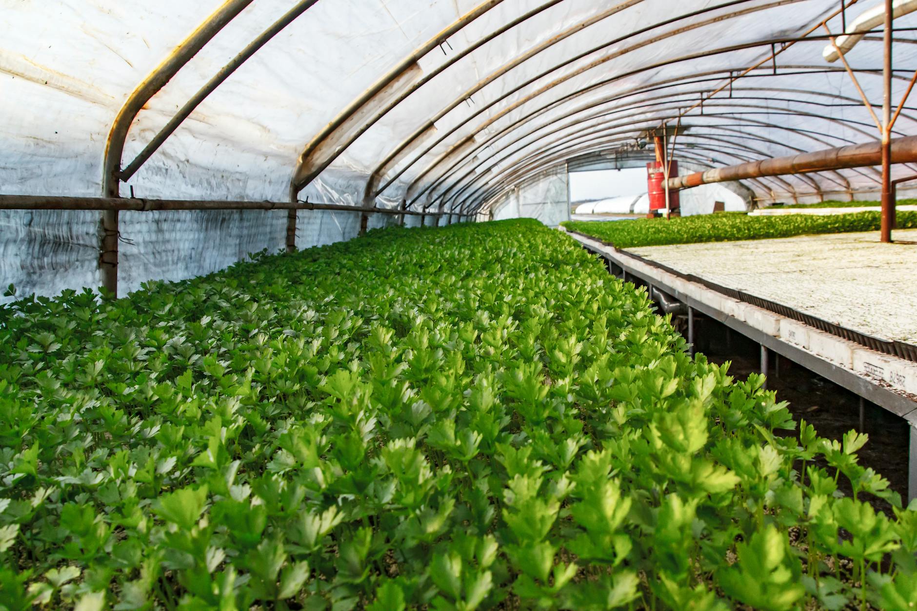 Nowoczesna szklarnia z gęstymi, zielonymi uprawami