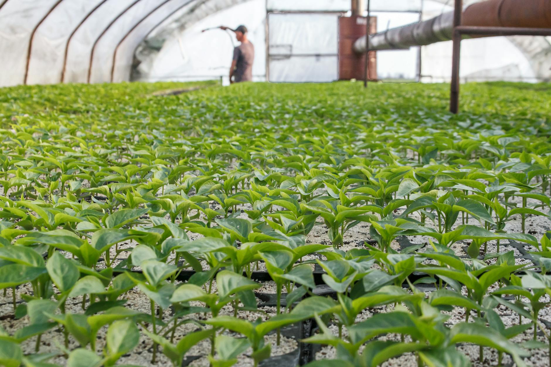 Rolnik dogląda młodych sadzonek w szklarni