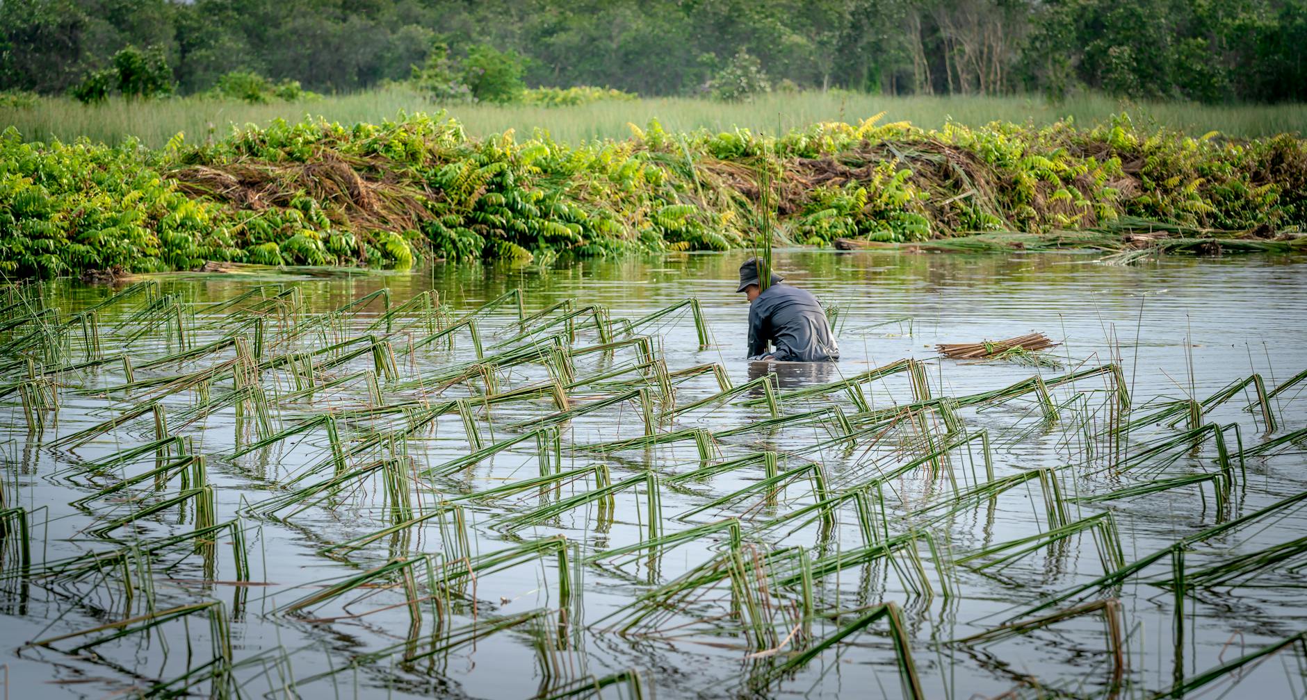 Rolnik pracuje na zalanym polu ryżowym otoczonym bujną roślinnością