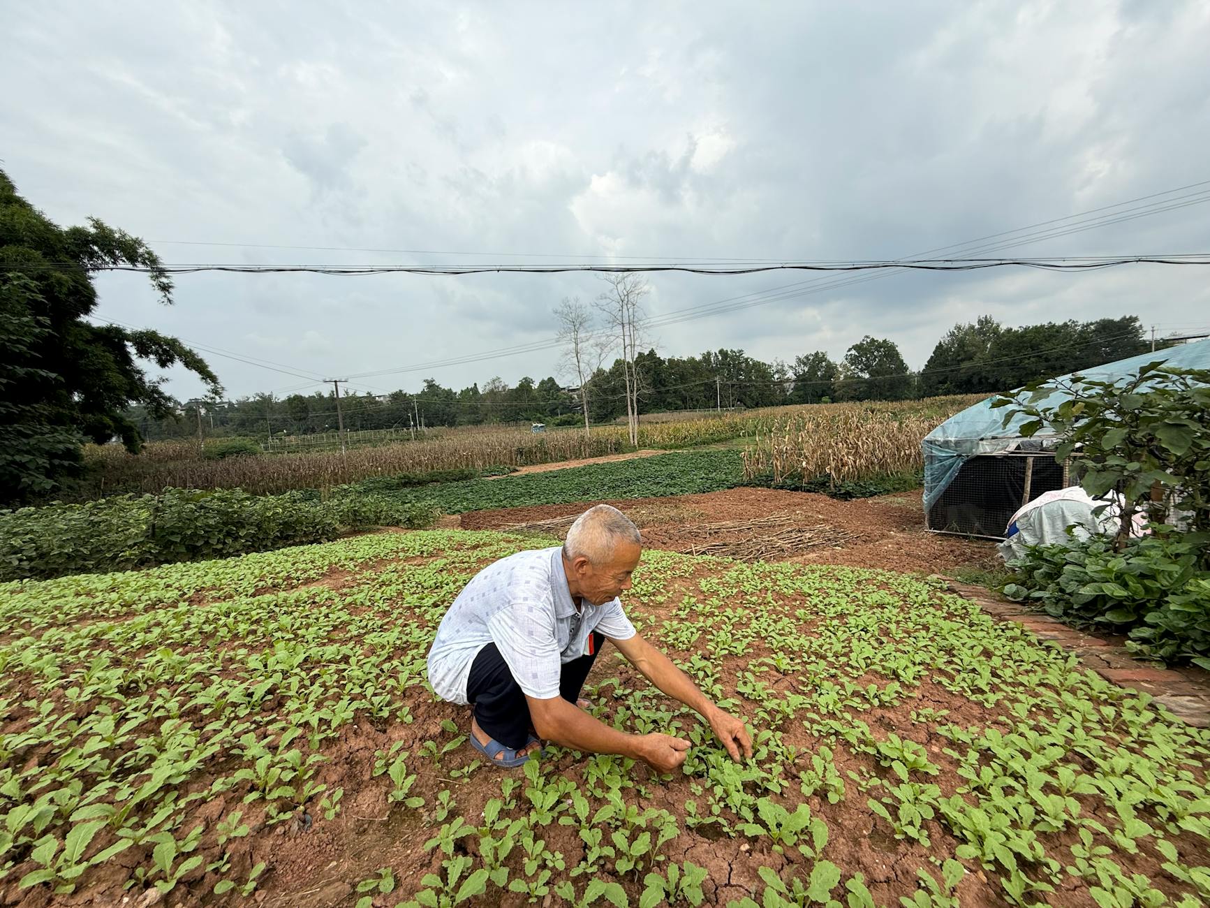 Starszy rolnik plewi ręcznie grządki na ekologicznej wiejskiej uprawie Starszy rolnik plewi ręcznie grządki na ekologicznej wiejskiej uprawie
