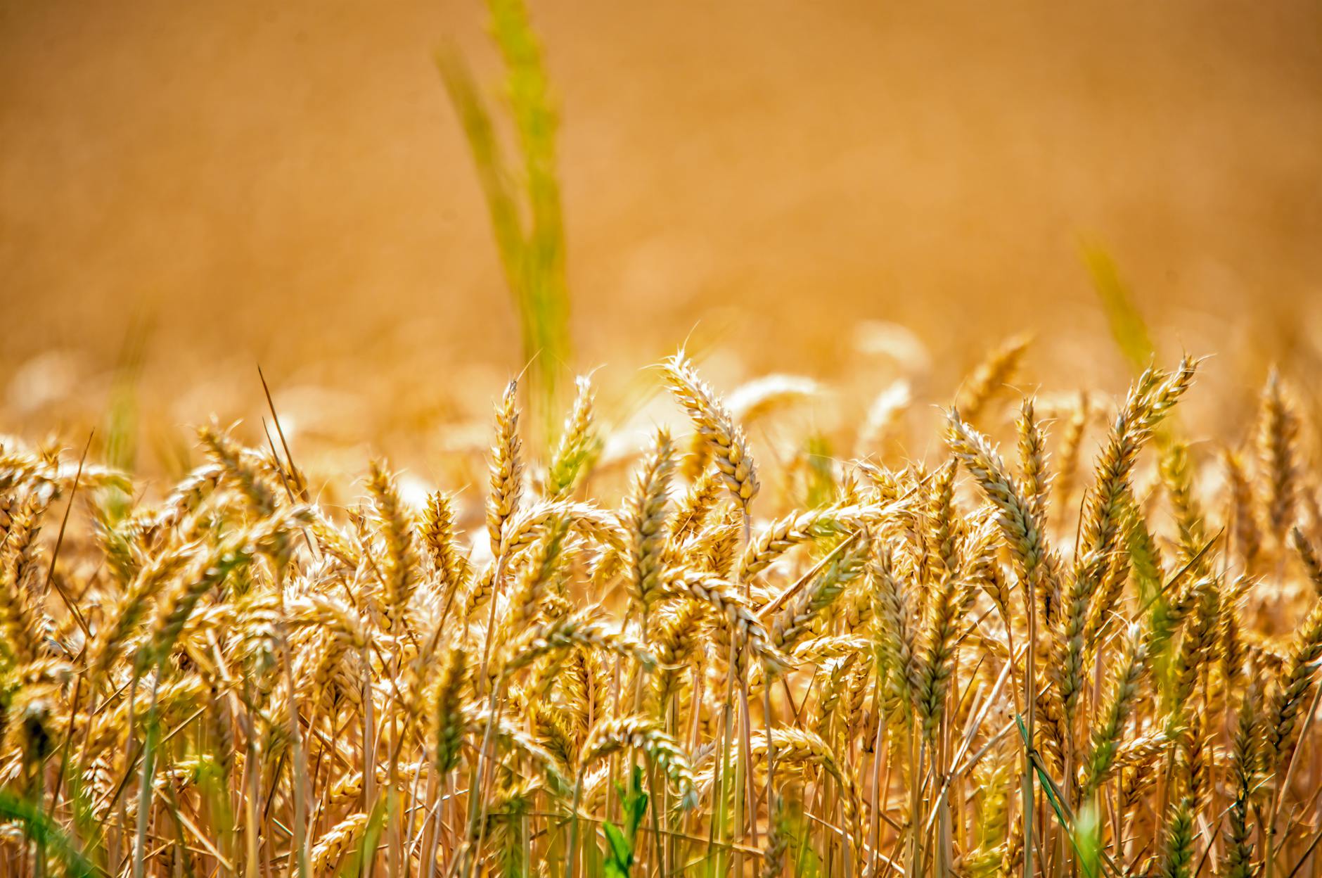 Złote kłosy pszenicy w słońcu na polu przed żniwami