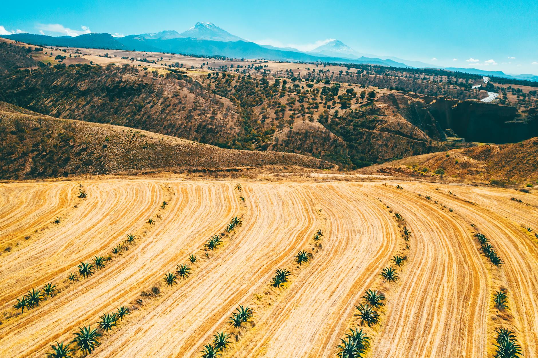 Złote pola uprawne na pustynnym tle z górami i błękitnym niebem Złote pola uprawne na pustynnym tle z górami i błękitnym niebem