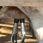 Automatyczny robot udojowy pobierający mleko od krowy w oborze