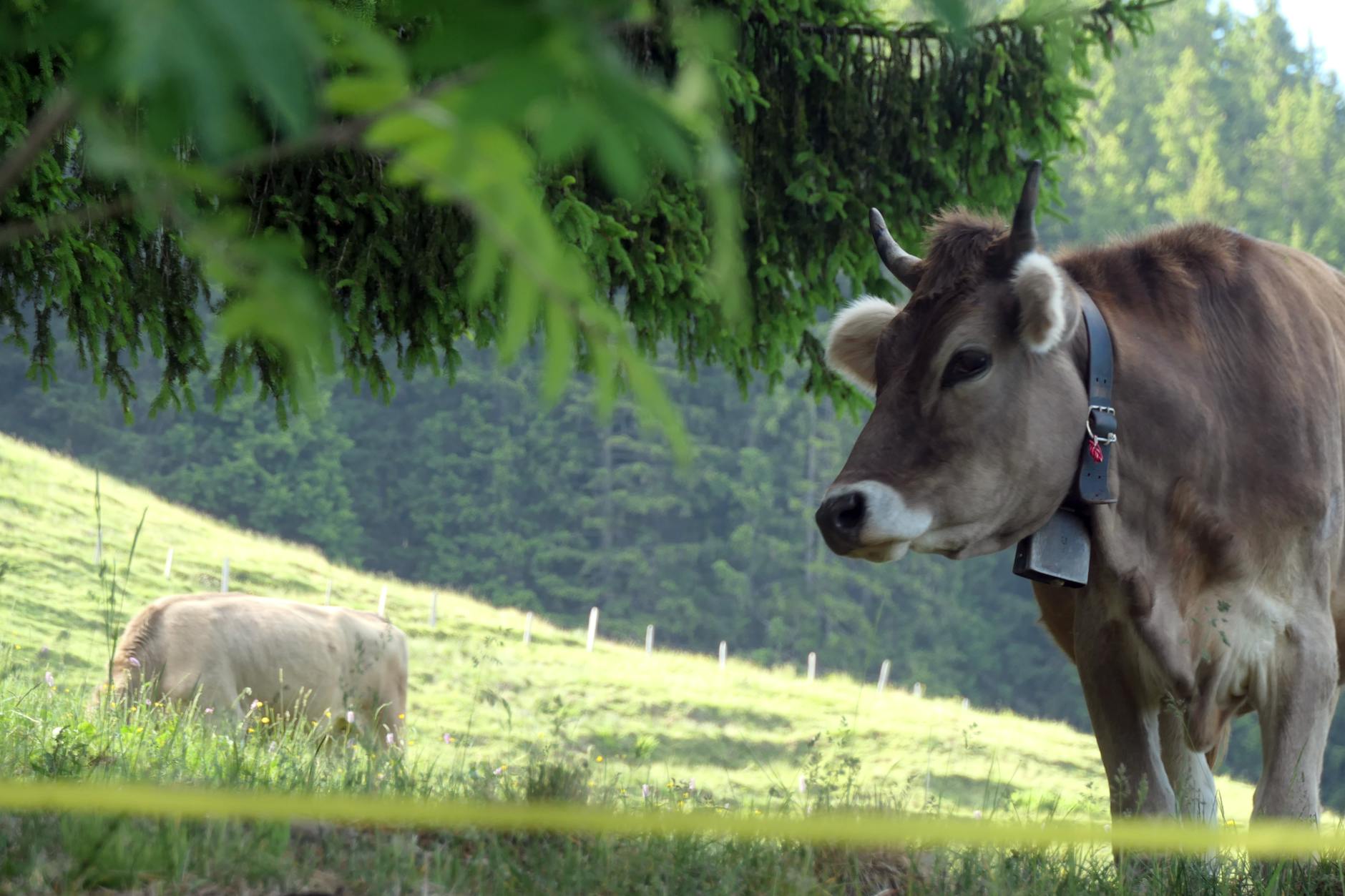 Krowa Braunvieh pasąca się w cieniu drzewa na górskiej łące