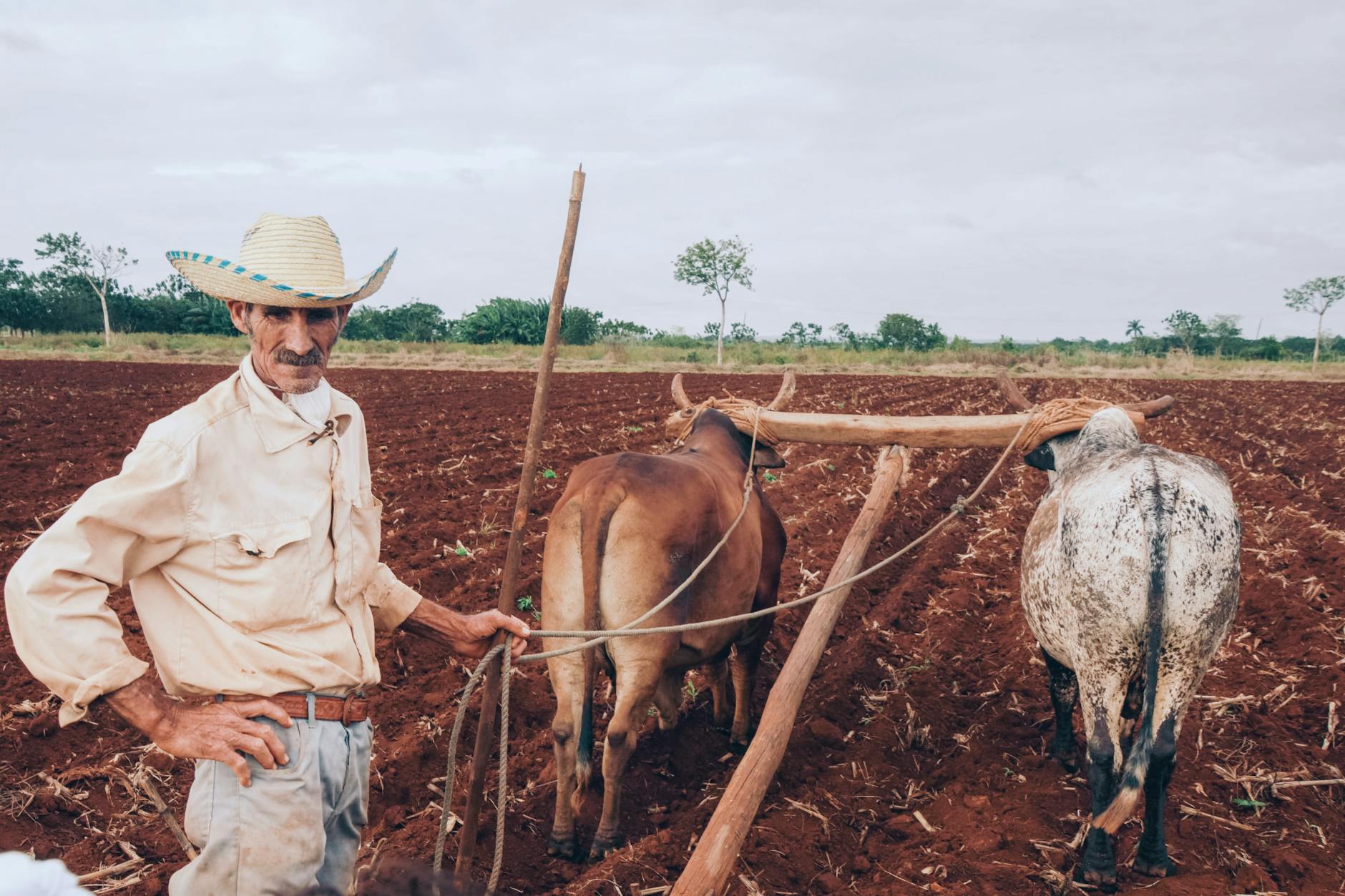 Starszy rolnik orze pole z pomocą wołów na wsi