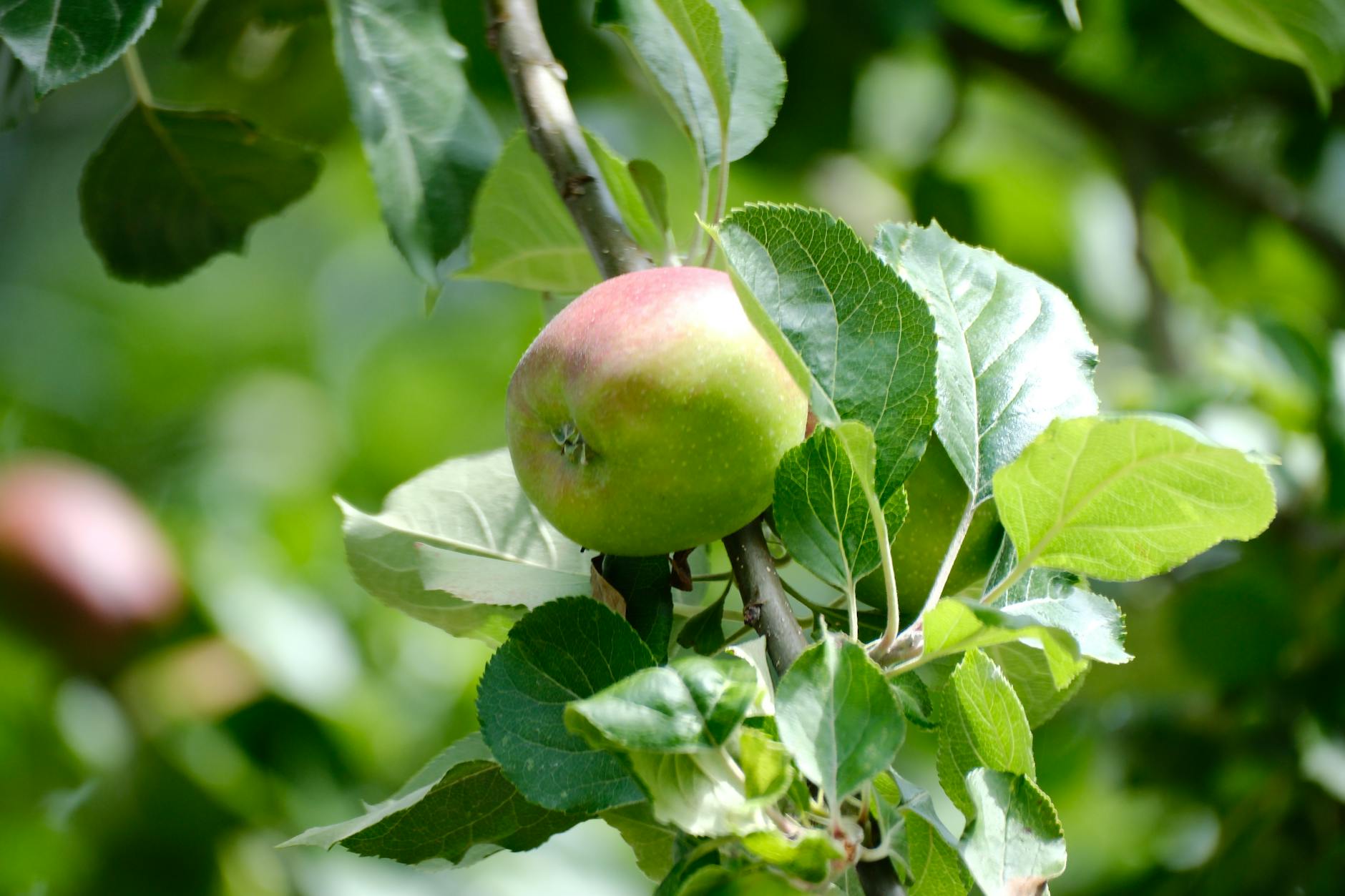 Zielone jabłko dojrzewające na drzewie w ekologicznym sadzie