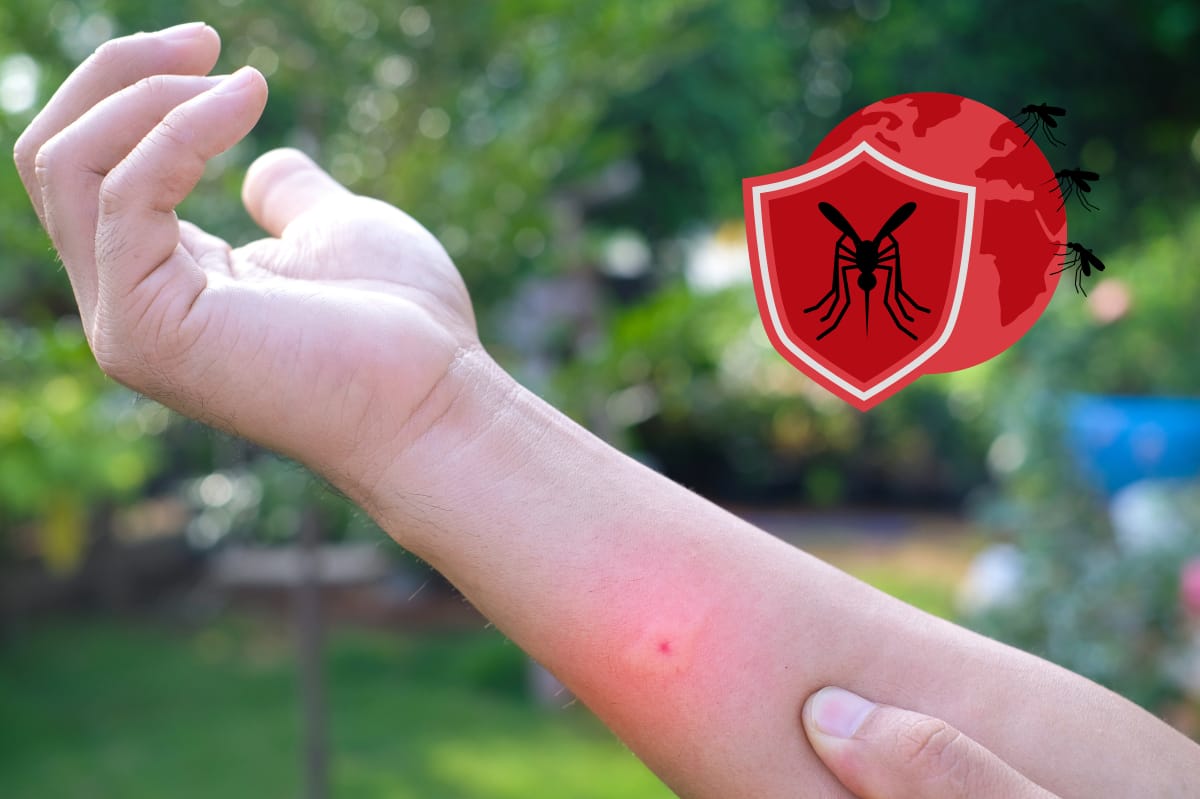 Odkomarzanie ogrodu krok po kroku — jak wygląda profesjonalny zabieg i czego się spodziewać