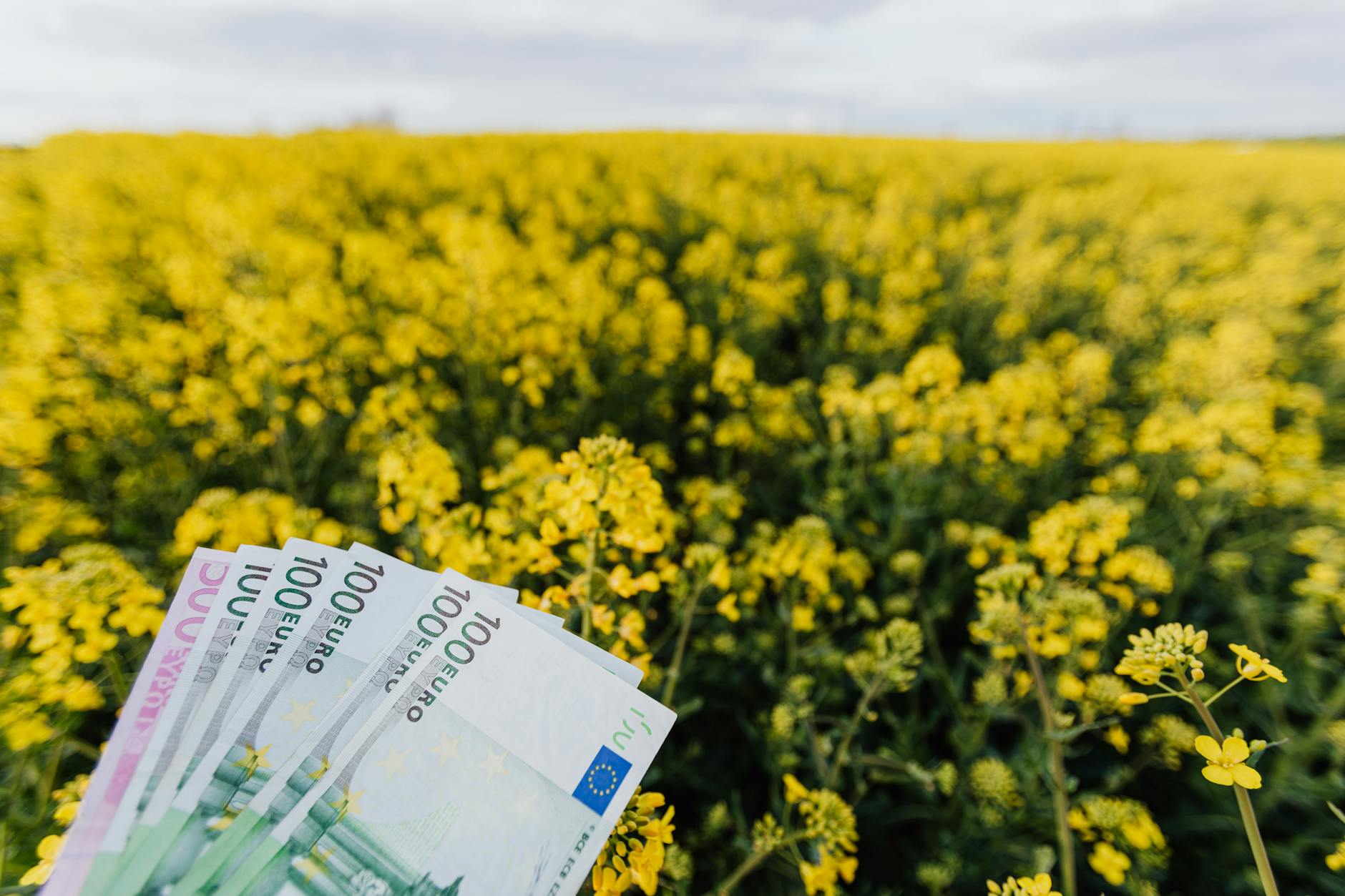Banknoty na tle kwitnącego pola w pochmurny dzień