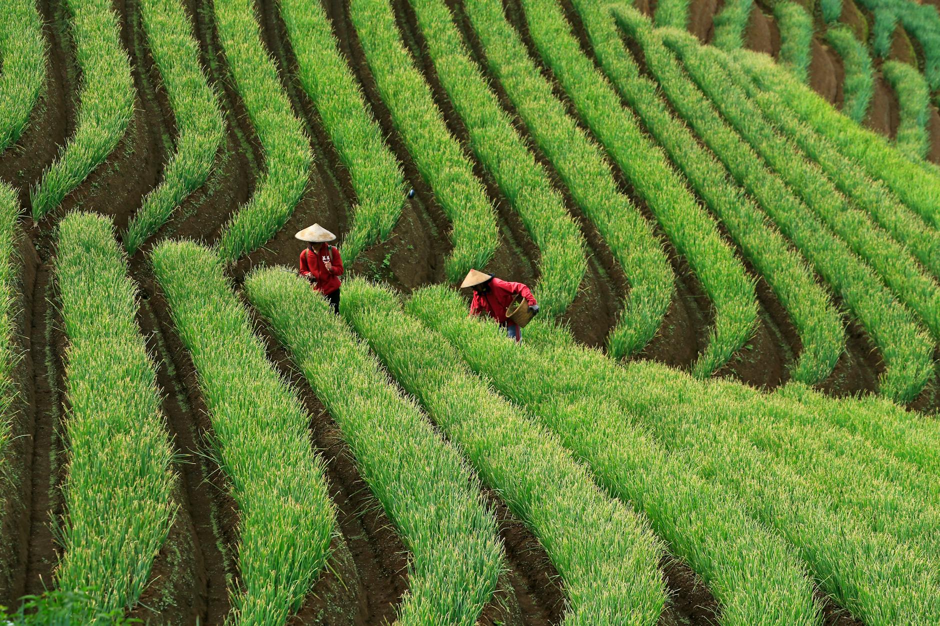 Dwóch rolników pracuje na zielonych tarasowych polach uprawnych