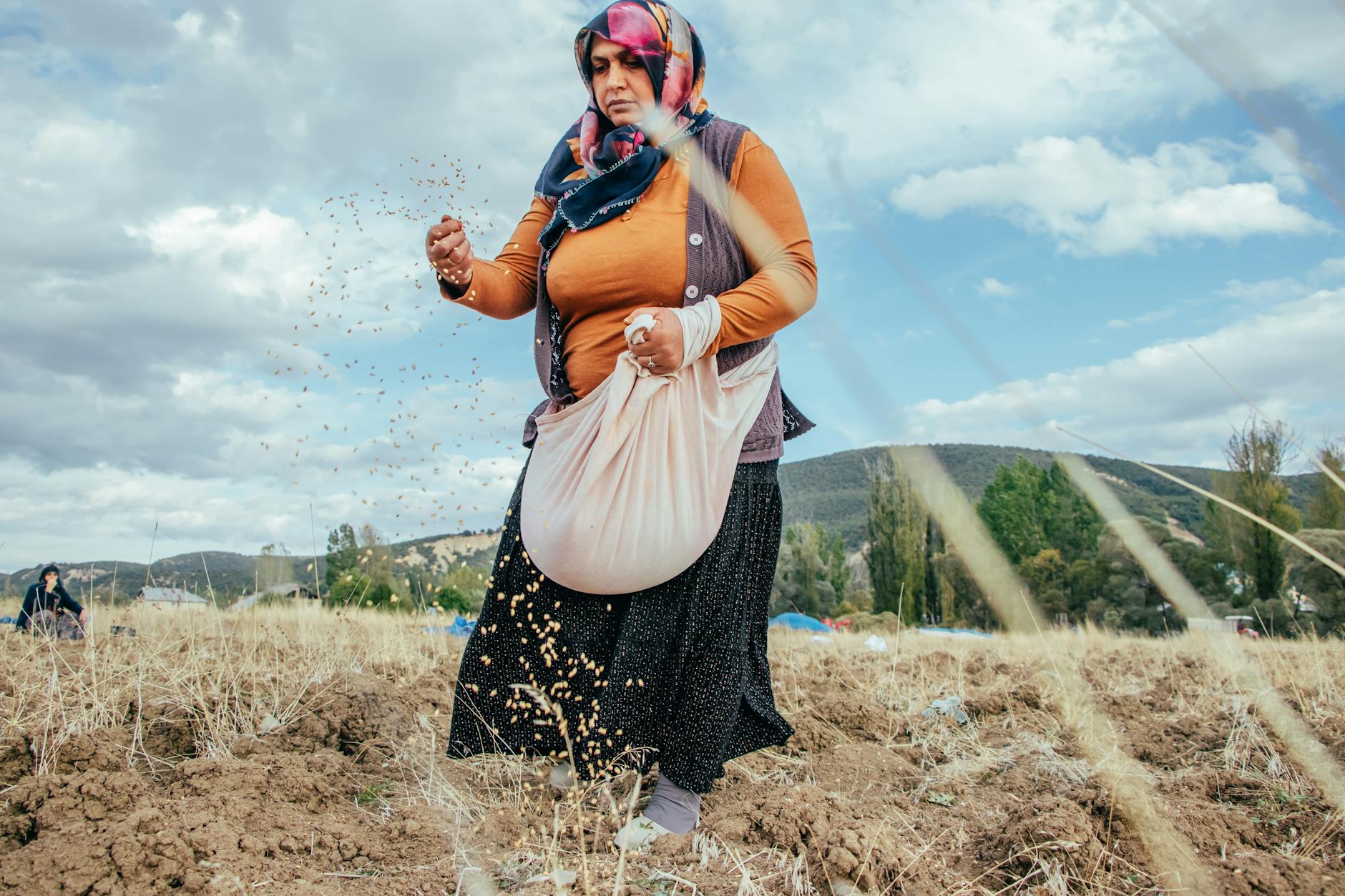 Kobieta ręcznie sieje ziarno na polu pszenicy w Turcji