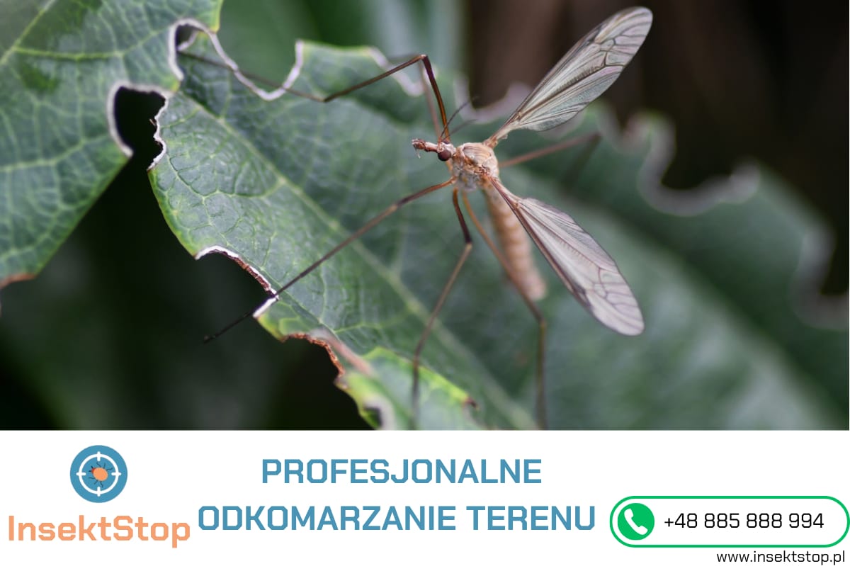 odkomarzanie InsektStop