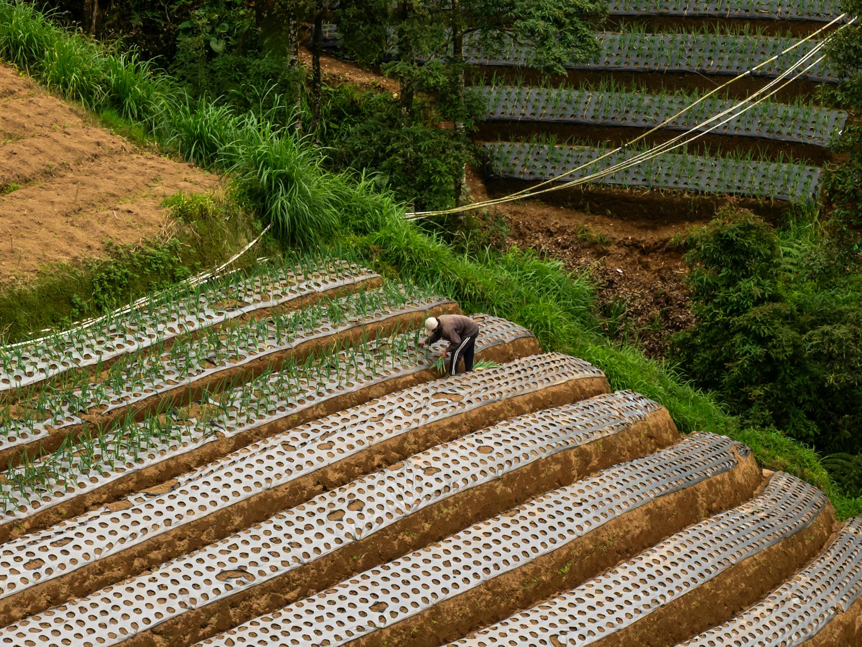 Rolnik pracujący na zielonych tarasowych polach uprawnych