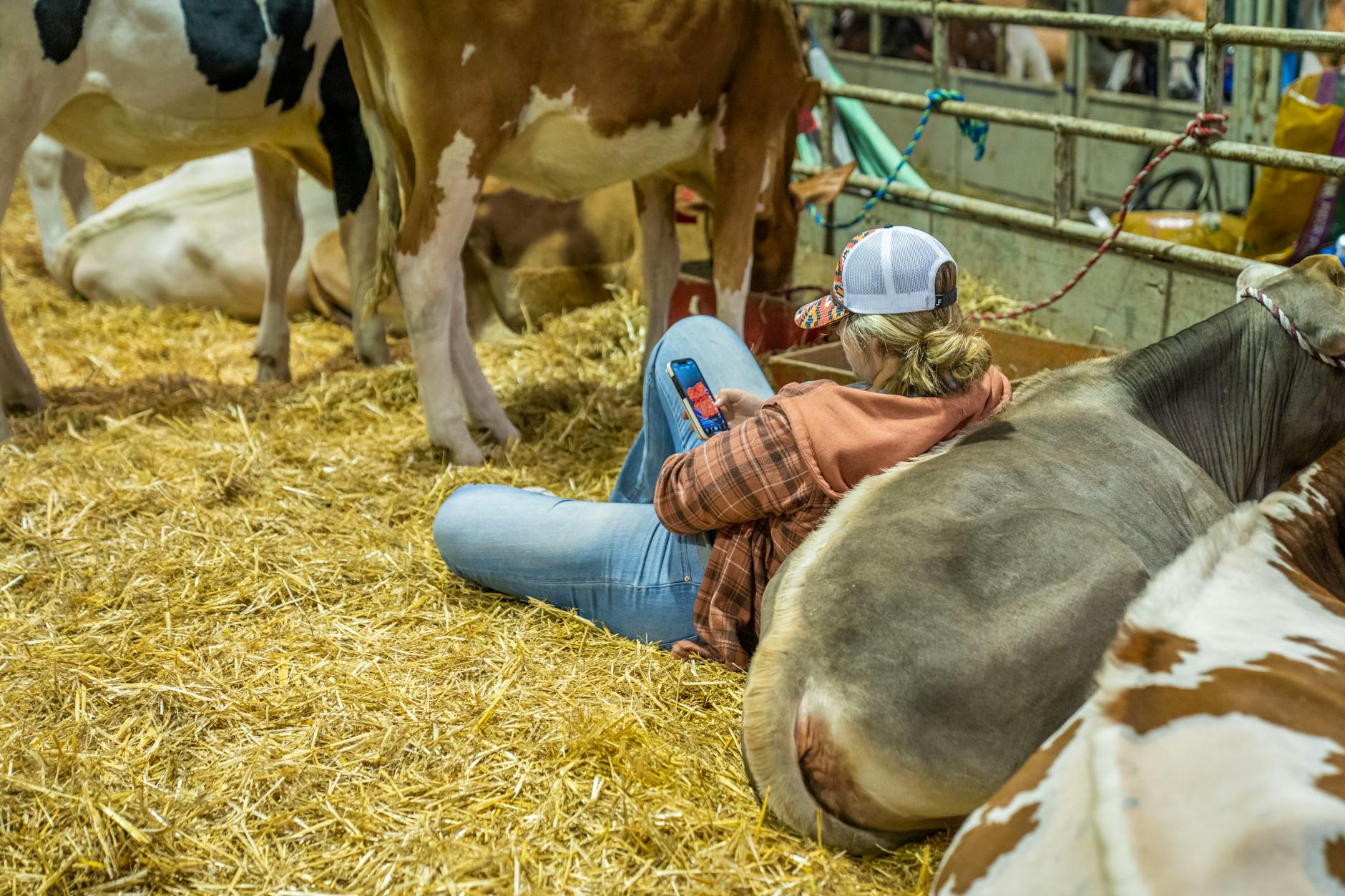 Rolnik w oborze wśród krów korzysta ze smartfona na słomie