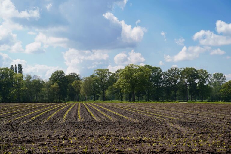 Wapnowanie gleb lekkich – jak dobrać formę węglanową lub tlenkową, by nie zniszczyć życia biologicznego?
